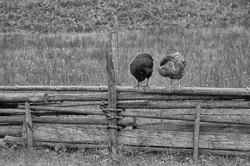 Imagem em preto e branco de dois galináceos, em pé, numa cerca.