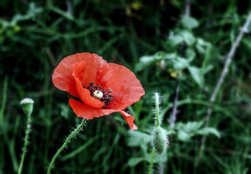 Imagem fechada de uma flor de papoula vermelha.