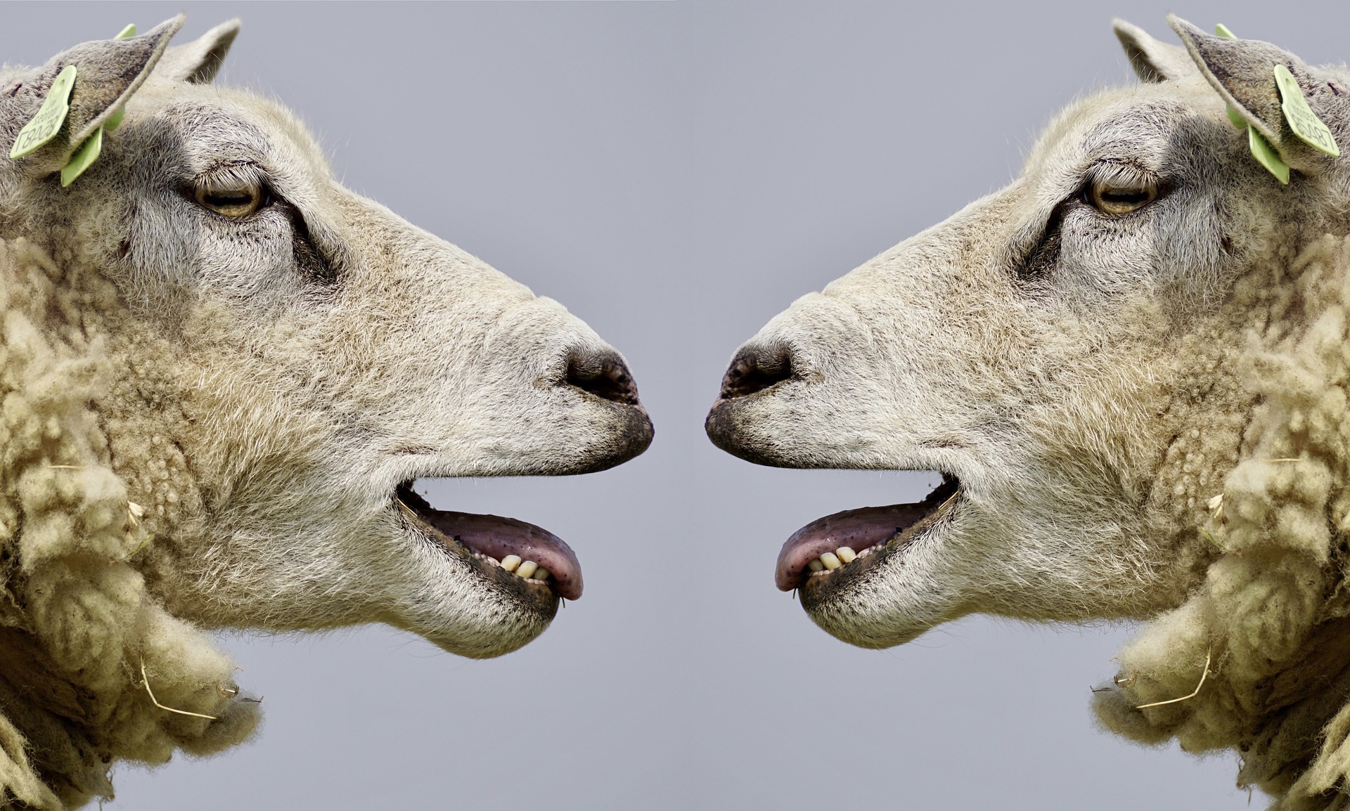 Foto das caras de duas ovelhas, uma de frente para a outra, de perfil.