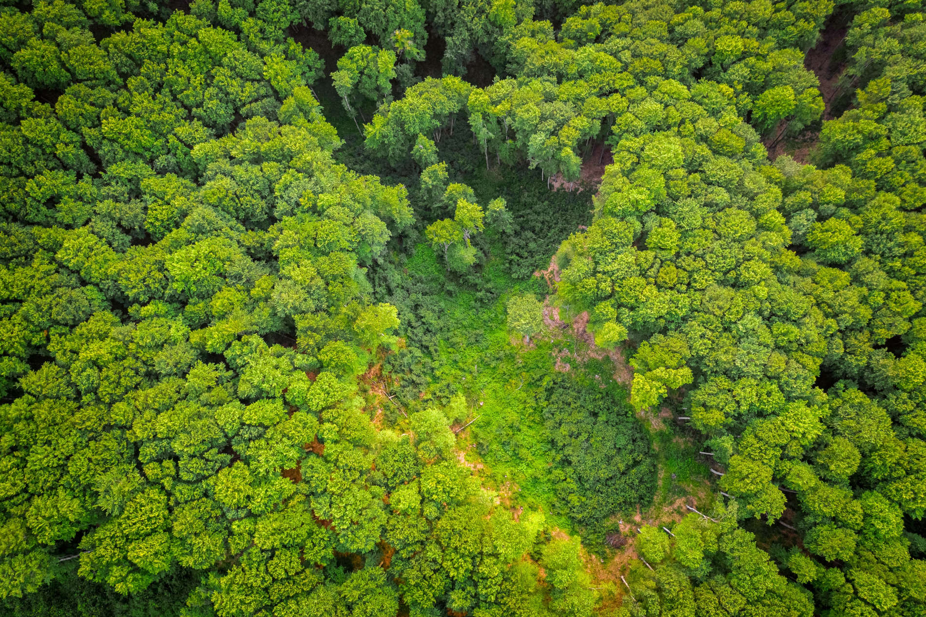 Fotografia da vista de cima de copas de árvore com uma clareira no meio.