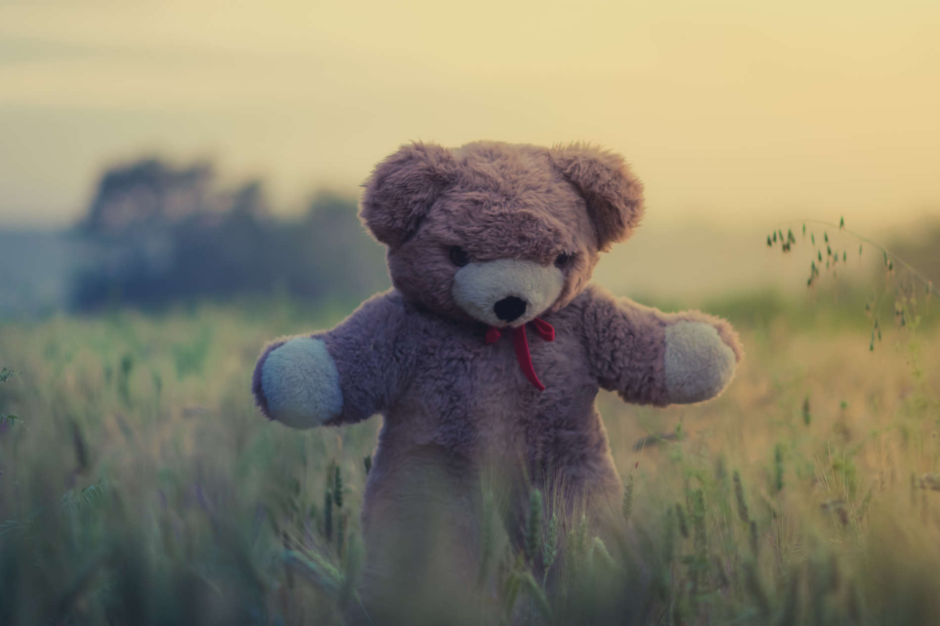 Fotografia conceitual de um urso de pelúcia com um laço vermelho no pescoço em um gramado, no atardecer.