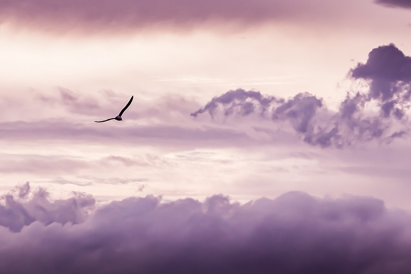 Foto de céu com nuvens espessas, em tom arroxeado, com gaivota de asas abertas na parte central, voando livremente.